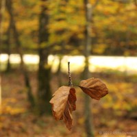 /album/macro/frida-dumont-img-6663-jpg/